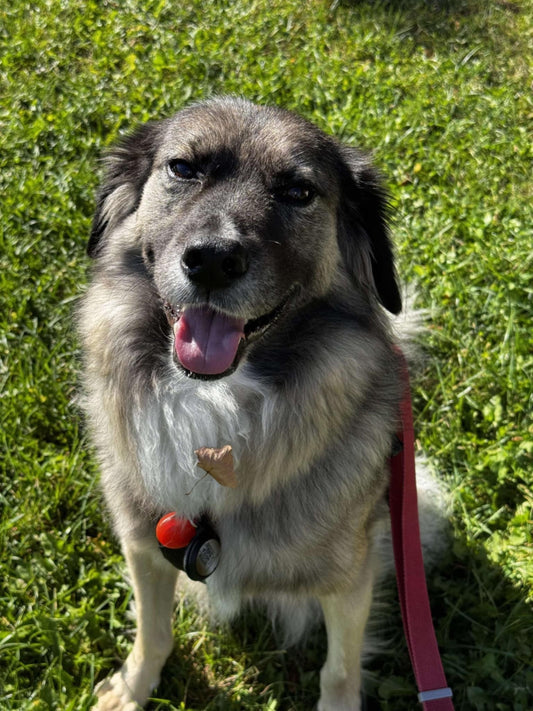 Hein?!Adopter un chien en refuge?!