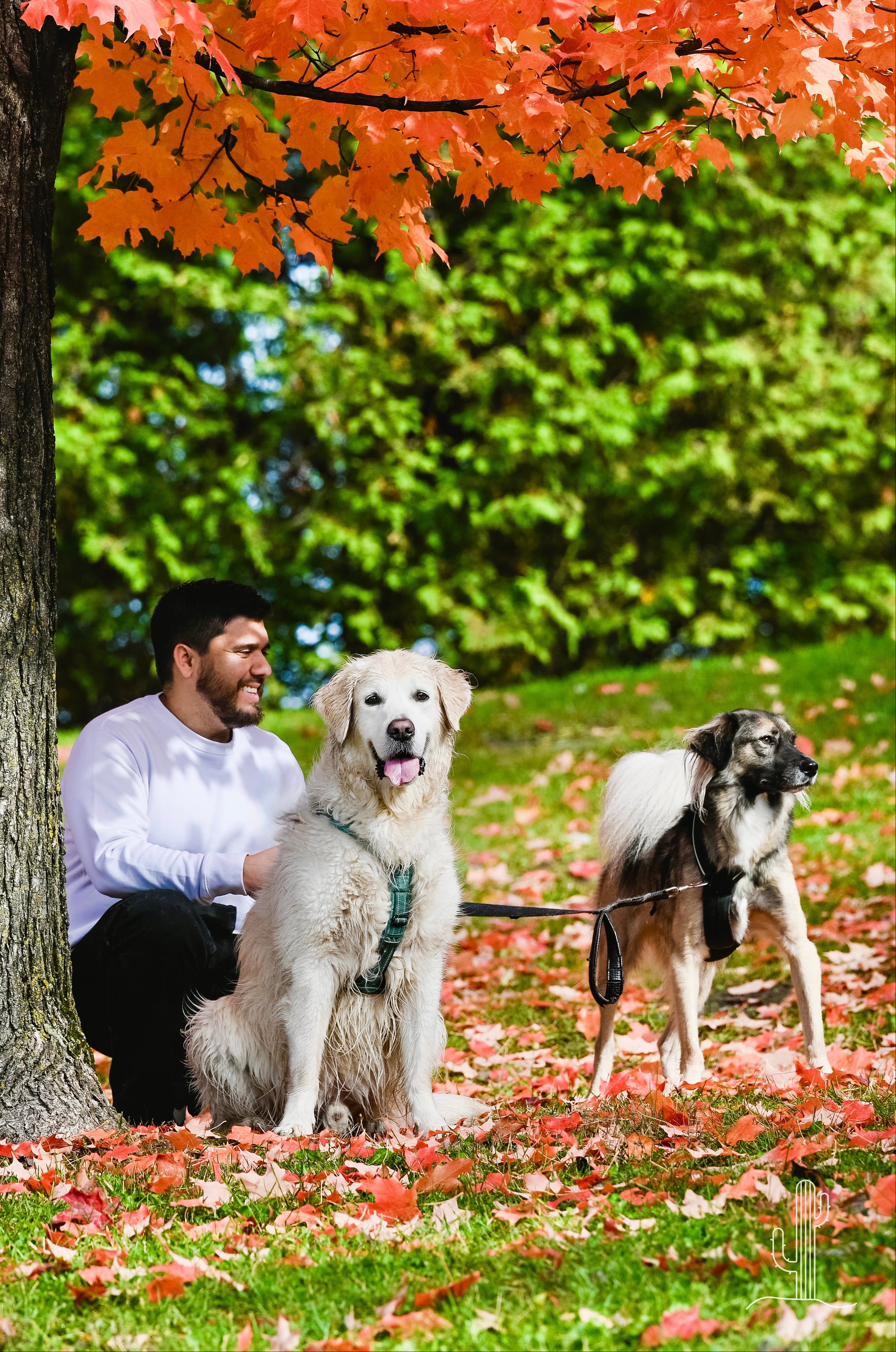 Entraînez votre chien simplement et efficacement