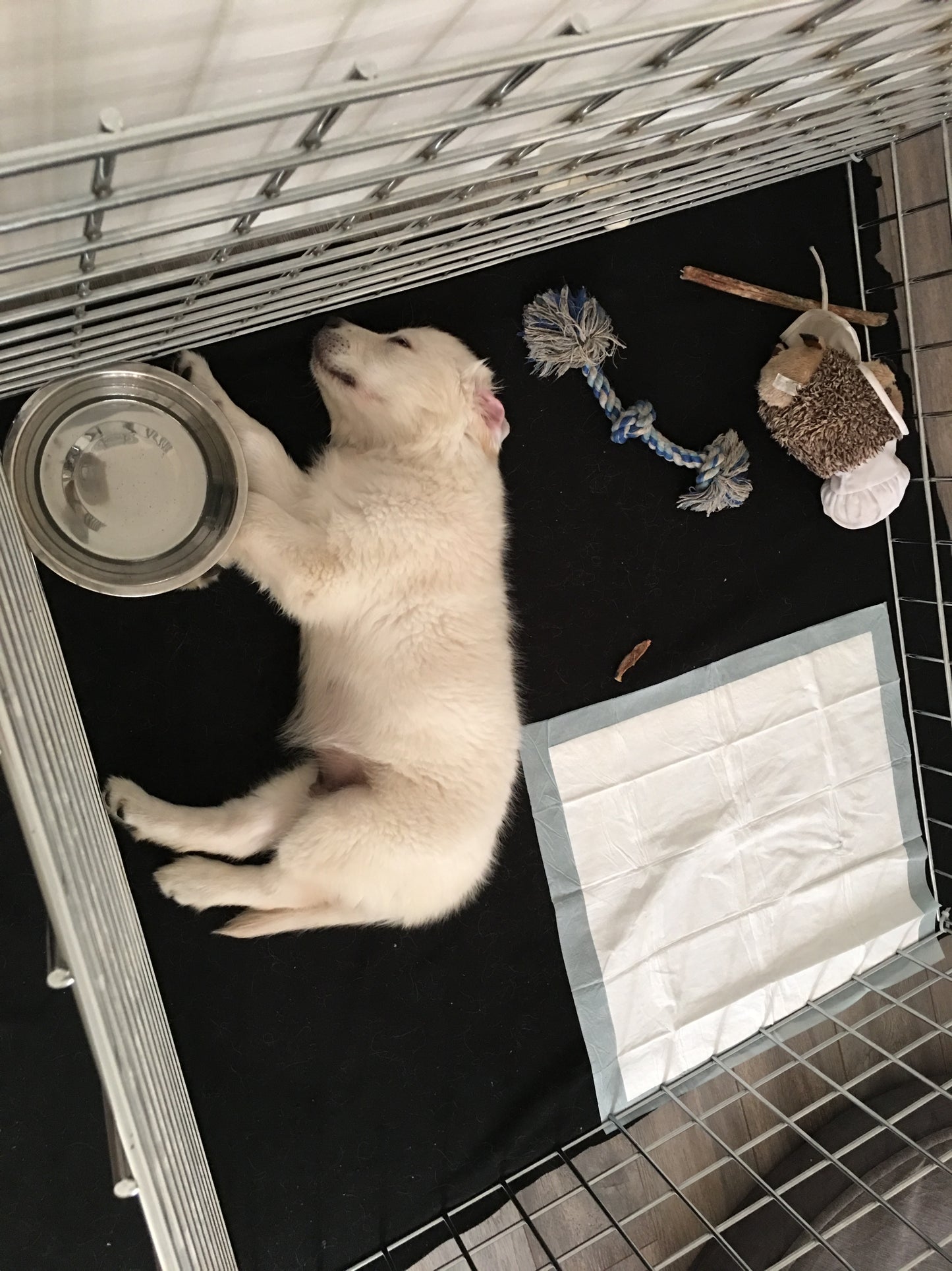 Notions de base sur les chiots