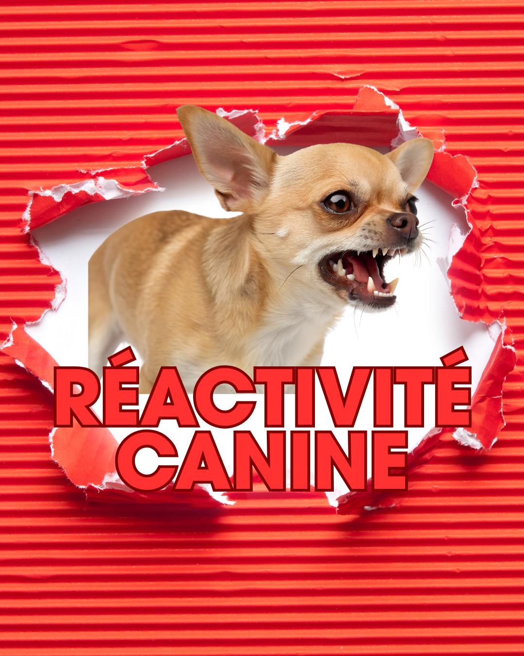 Conférence sur la réactivité canine