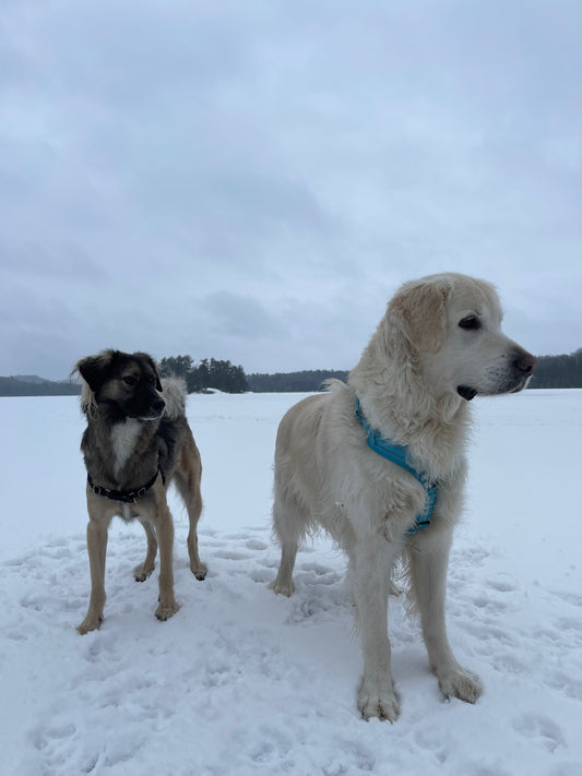 Le parc à chiens