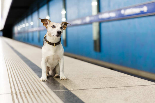 Pour ou contre le chien dans le Métro?