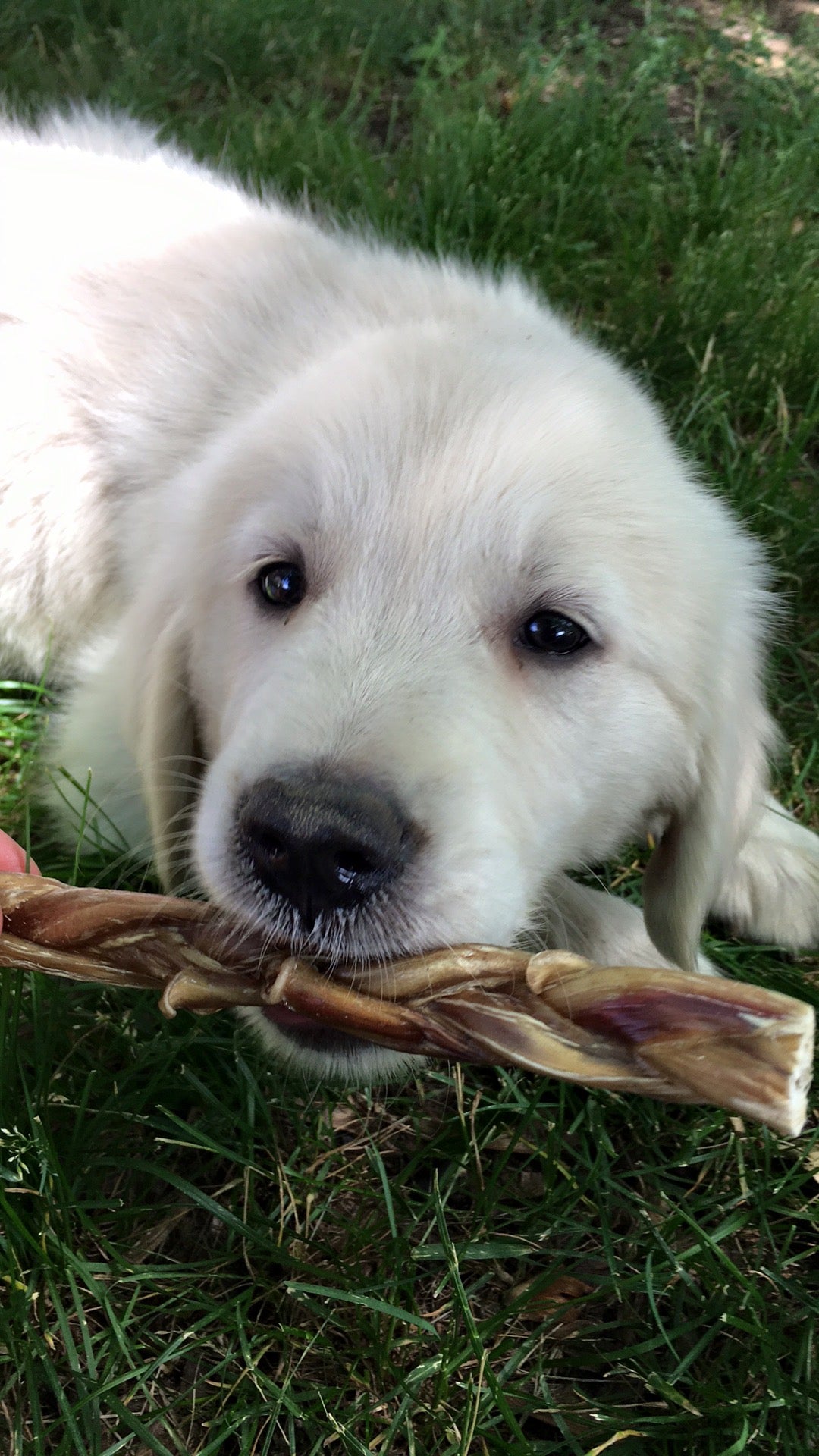 Cours pour Chiot