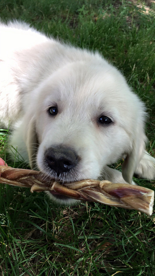 Puppy Classes