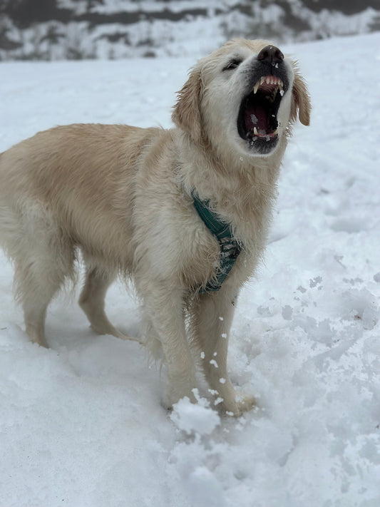 Cours pour Chien Agressif/Réactif